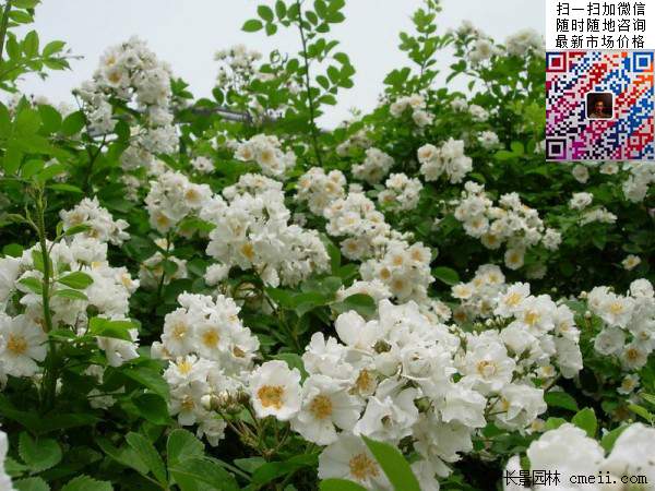 無(wú)刺薔薇圖片 無(wú)刺薔薇圖片