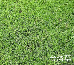 臺(tái)灣草四季青草坪 臺(tái)灣草四季青草坪