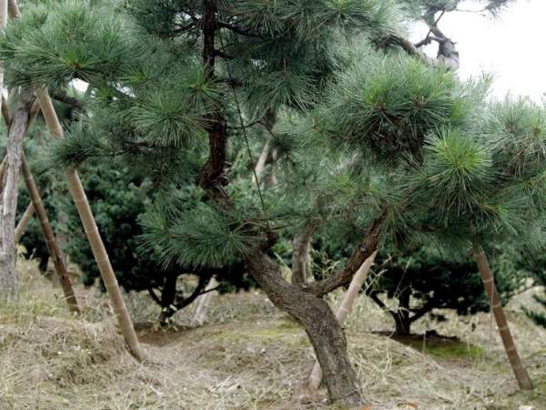 造型黑松樹(shù)哪里便宜？哪家的質(zhì)量好？