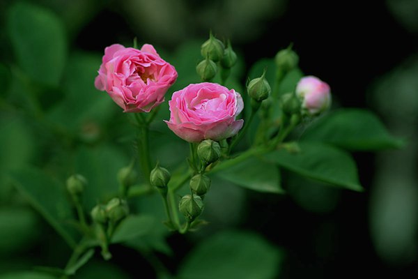 哪里有薔薇花苗賣？薔薇花苗批發(fā)