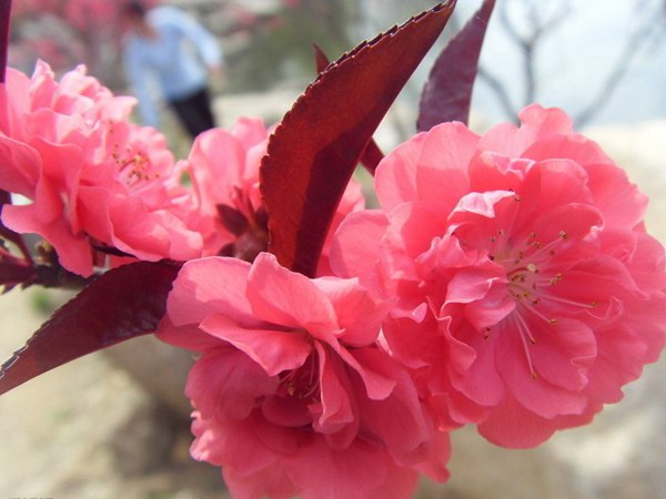 紅葉碧桃花期有多長，幾月份開花？