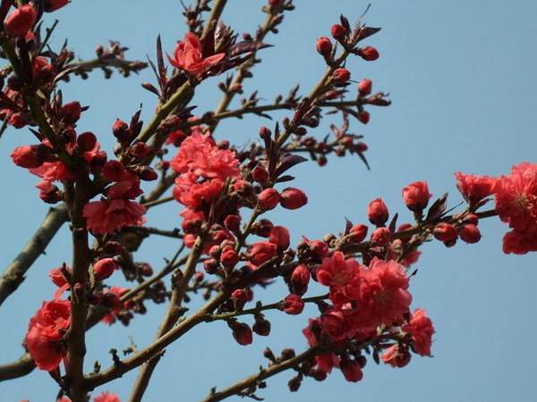 紅葉碧桃花期有多長，幾月份開花？