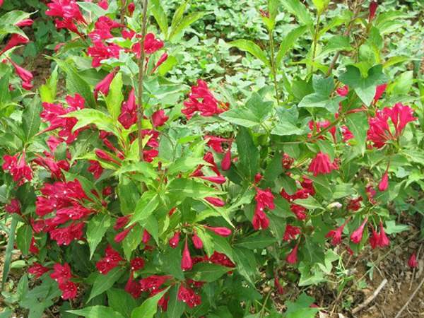 紅王子錦帶價(jià)格大幅上漲，存量不足是主因