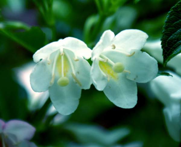 白花錦帶花-長(zhǎng)景園林