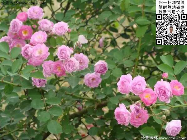 粉團(tuán)薔薇花苗 粉團(tuán)薔薇花苗