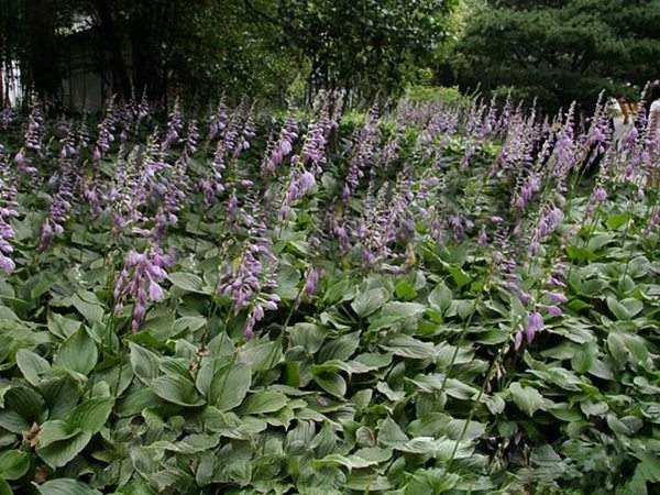 紫花玉簪基地實(shí)拍圖片 紫花玉簪基地實(shí)拍圖片
