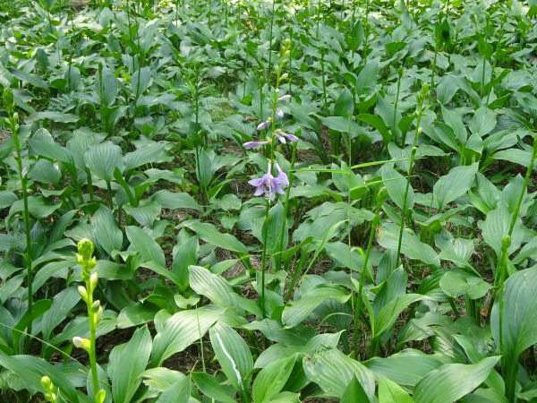 紫花玉簪基地實(shí)拍圖片 紫花玉簪基地實(shí)拍圖片