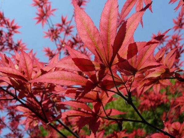 紅楓作衫，白楊為裙，美的傾國傾城！
