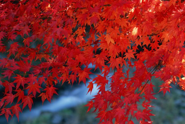 紅楓作衫，白楊為裙，美的傾國傾城！