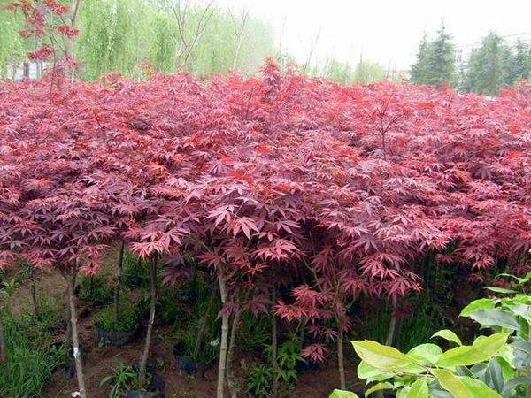大型紅楓基地實拍圖曝光！