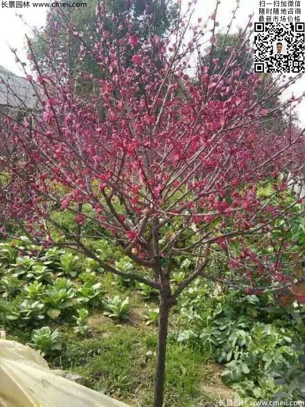 國(guó)內(nèi)數(shù)一數(shù)二紅梅花產(chǎn)地，你知道幾個(gè)