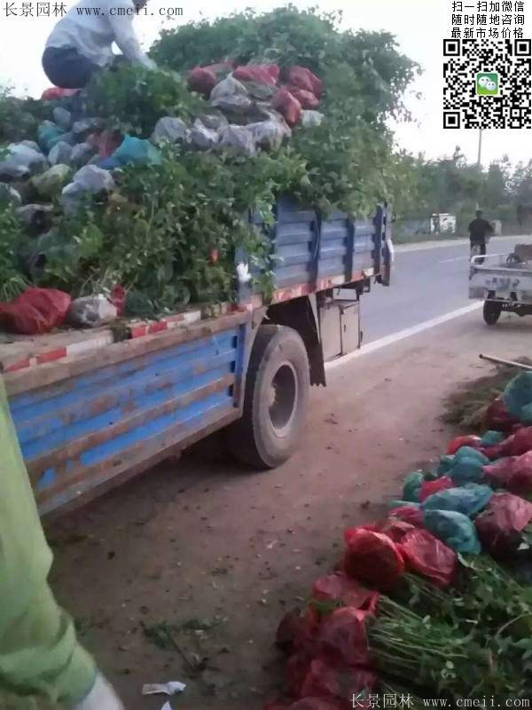 棣棠--長(zhǎng)景園林