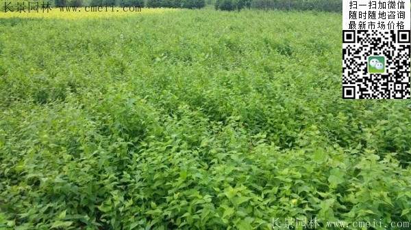 棣棠基地--長(zhǎng)景園林