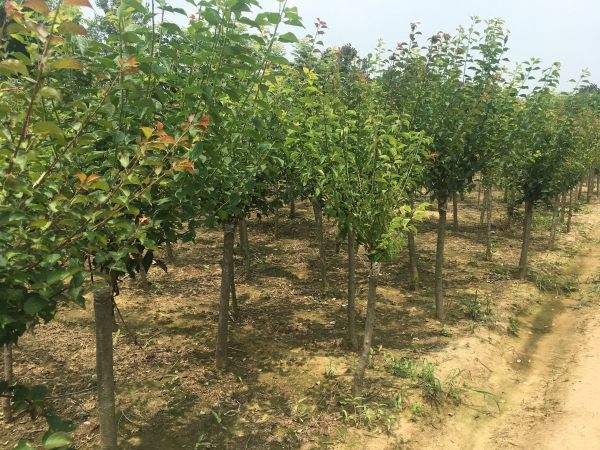 高端、大氣、上檔次的紅梅