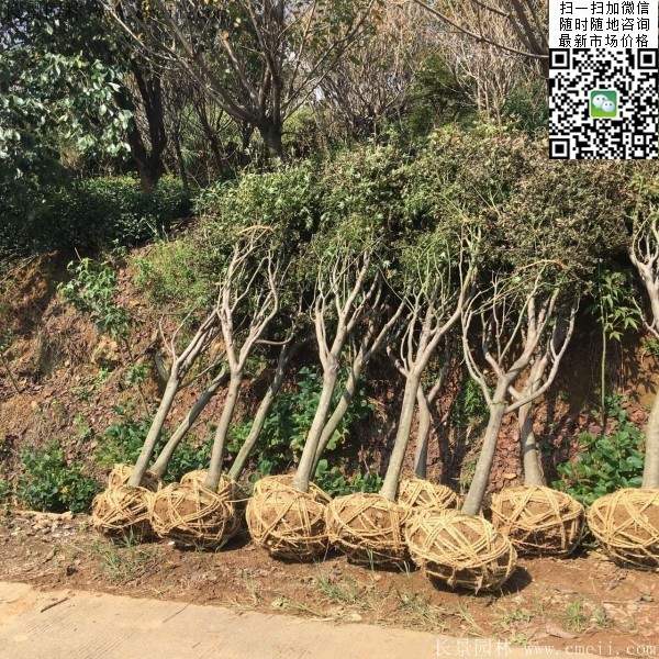 紅楓樹(shù)基地 紅楓樹(shù)基地