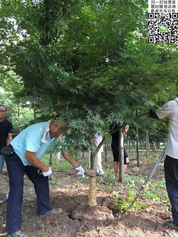 紅楓樹(shù)基地 紅楓樹(shù)基地