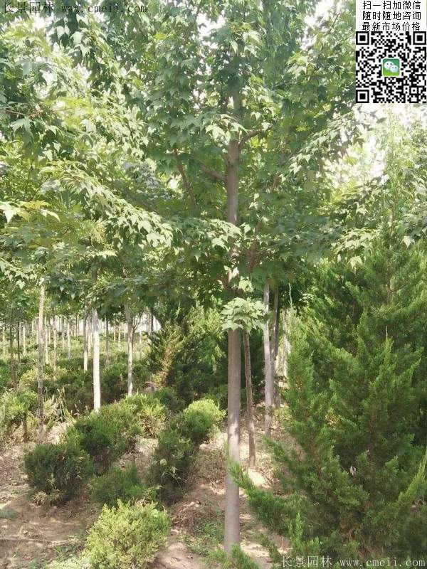 紅楓樹(shù)基地 紅楓樹(shù)基地
