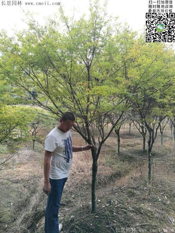 紅楓樹(shù)基地 紅楓樹(shù)基地