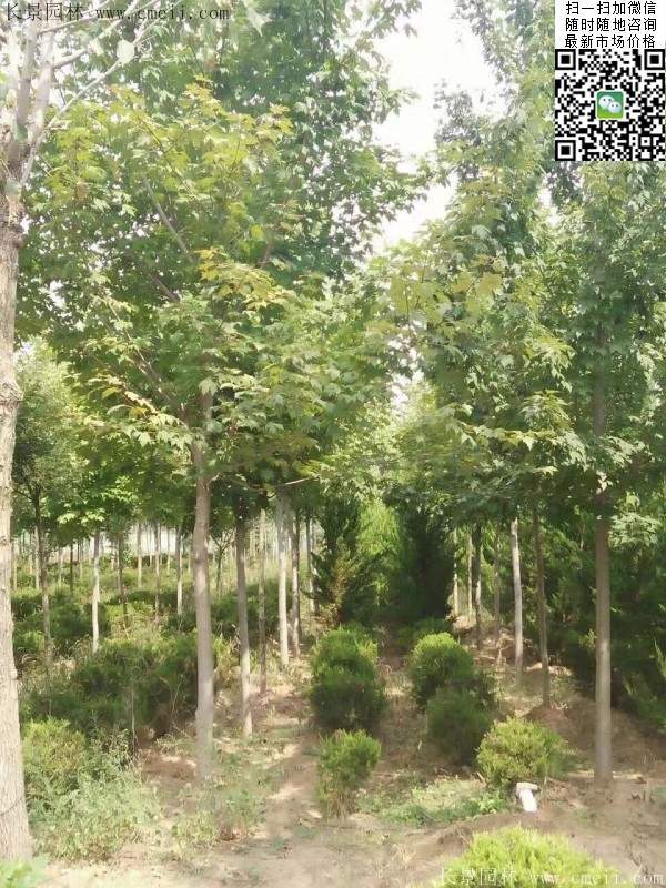 紅楓樹(shù)基地 紅楓樹(shù)基地