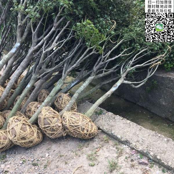 紅楓樹(shù)基地 紅楓樹(shù)基地