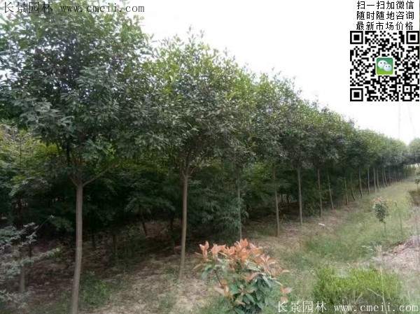 紅葉石楠--長(zhǎng)景園林 紅葉石楠--長(zhǎng)景園林