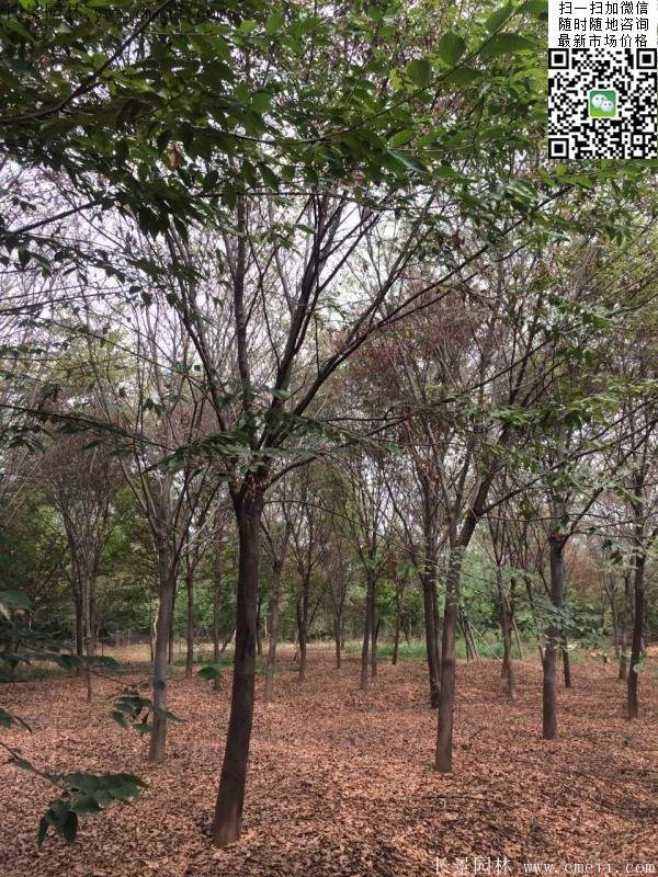 沭陽(yáng)櫸樹 沭陽(yáng)櫸樹