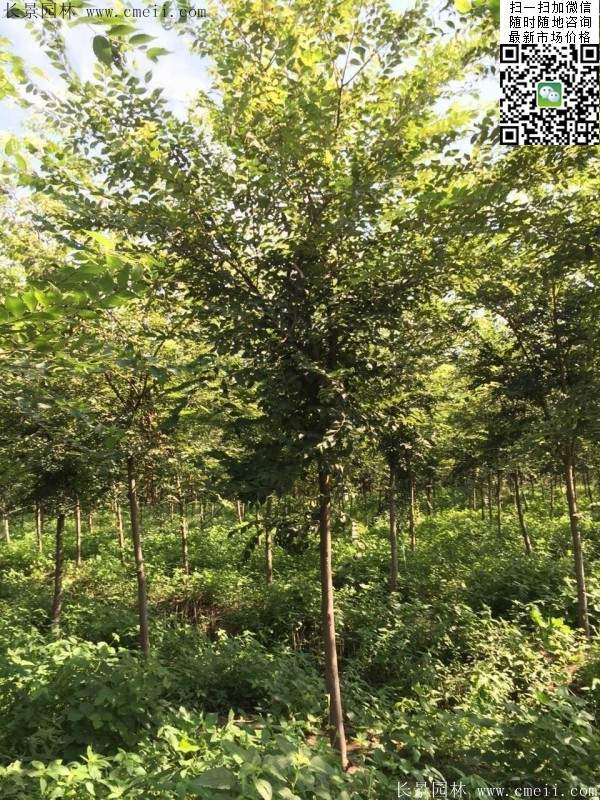 沭陽(yáng)櫸樹 沭陽(yáng)櫸樹