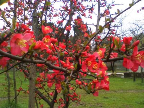 想要貼梗海棠花開得好，修剪養(yǎng)護(hù)很重要