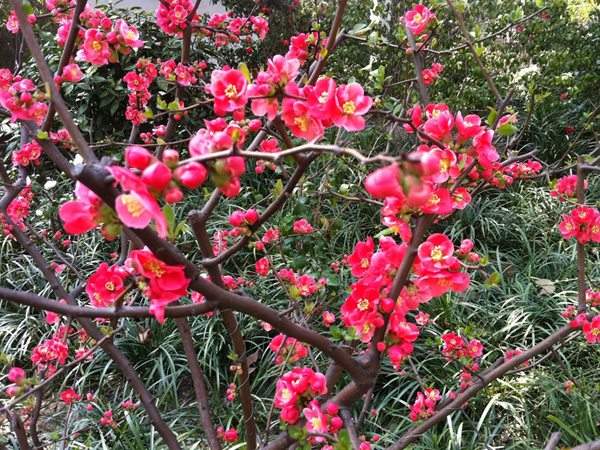 想要貼梗海棠花開得好，修剪養(yǎng)護(hù)很重要