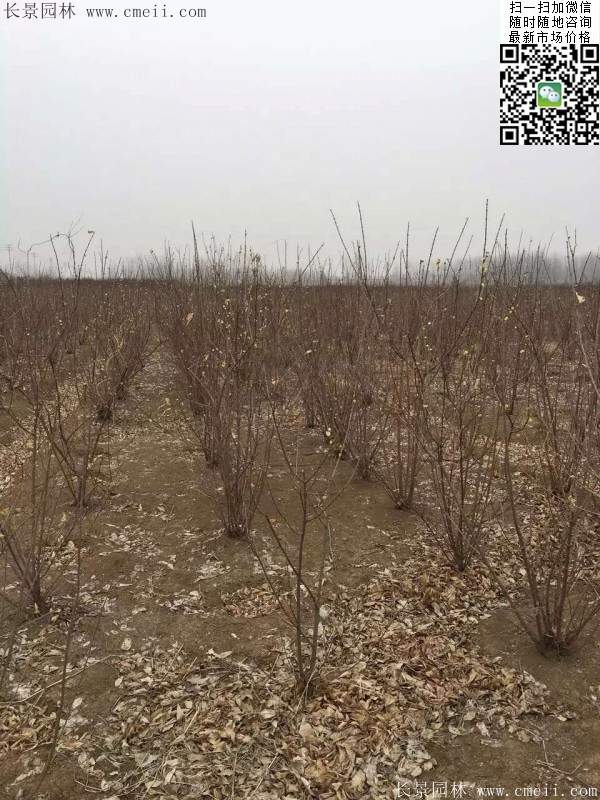 沭陽臘梅樹 沭陽臘梅樹