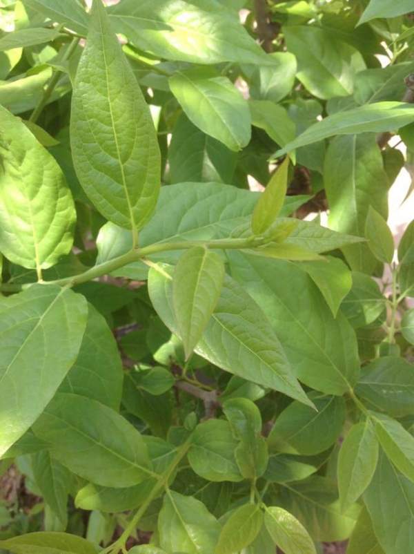 沭陽臘梅樹 沭陽臘梅樹