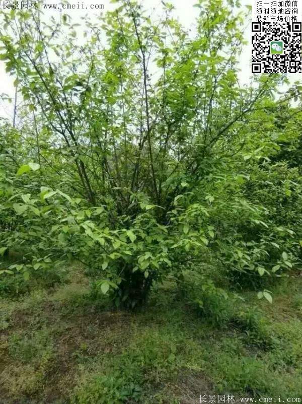 沭陽臘梅樹 沭陽臘梅樹