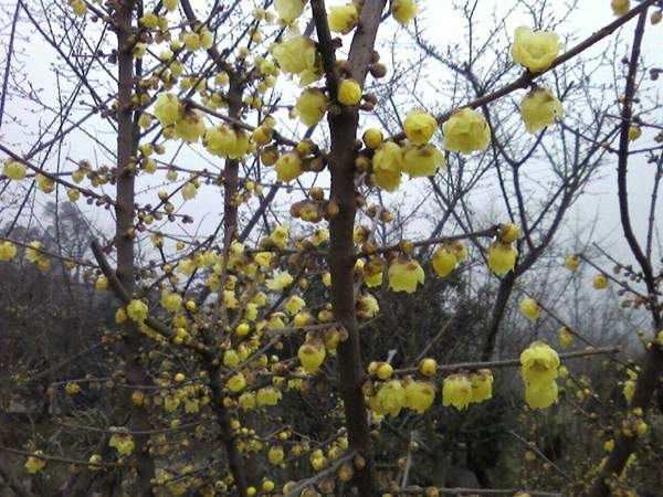 沭陽(yáng)臘梅花 沭陽(yáng)臘梅花