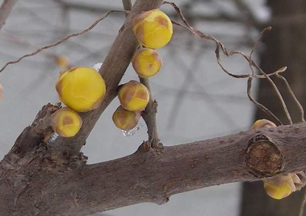臘梅盆景 臘梅盆景