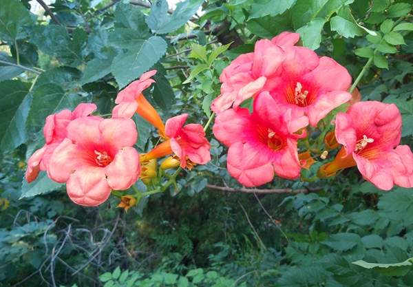 凌霄花保養(yǎng) 凌霄花保養(yǎng)