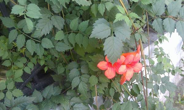 沭陽(yáng)的凌霄花