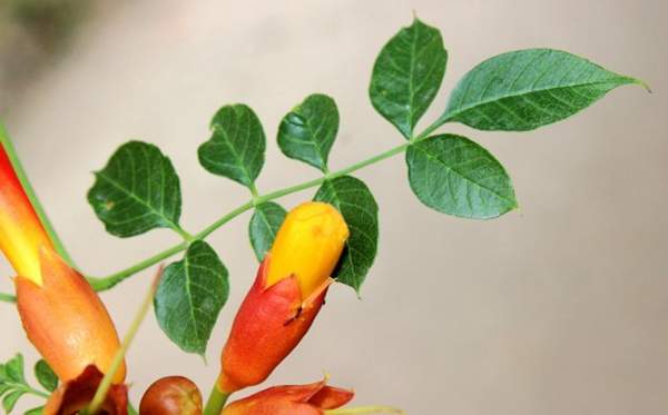 沭陽(yáng)的凌霄花