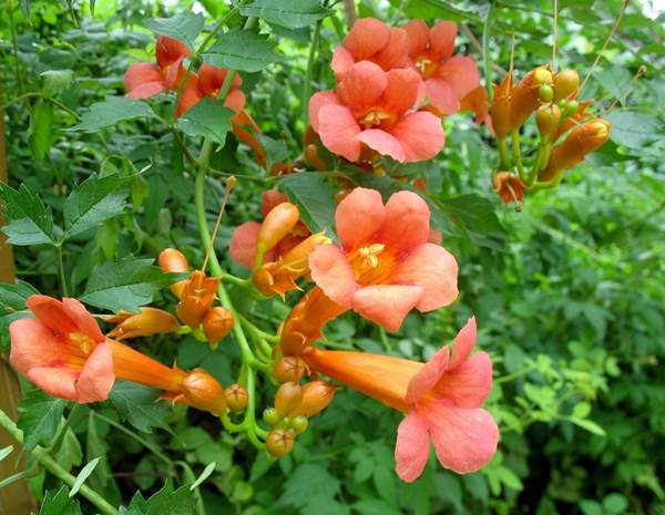 沭陽(yáng)的凌霄花