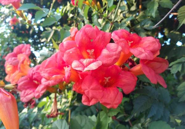 沭陽(yáng)的凌霄花