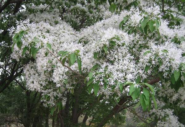沭陽(yáng)流蘇樹 沭陽(yáng)流蘇樹