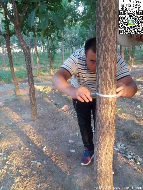 流蘇樹(shù)照片