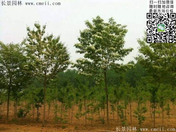 流蘇樹(shù)照片