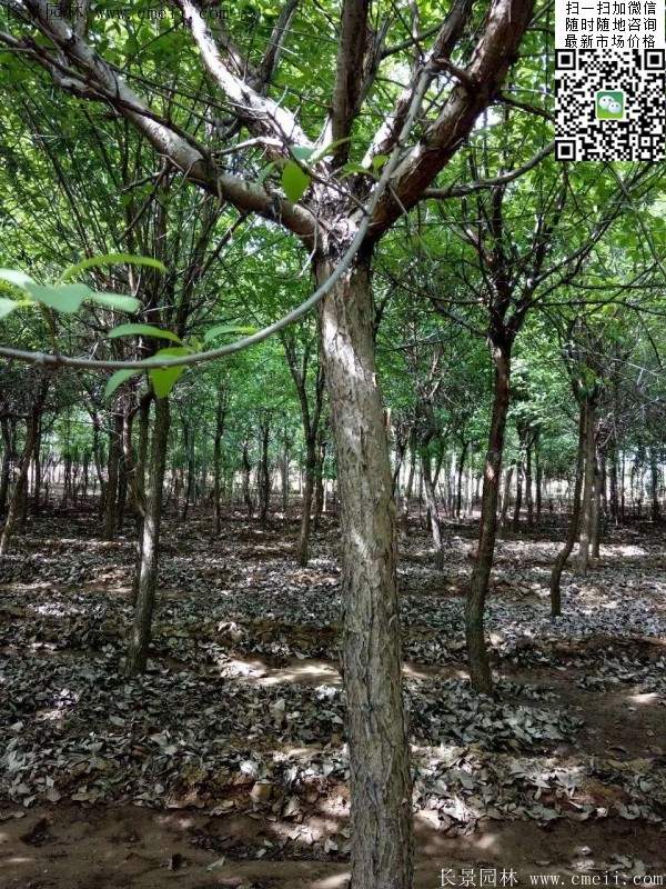 流蘇樹(shù)照片