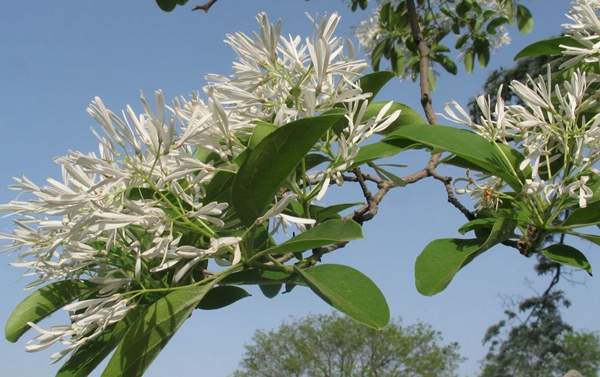 大樹(shù)流蘇樹(shù) 大樹(shù)流蘇樹(shù)