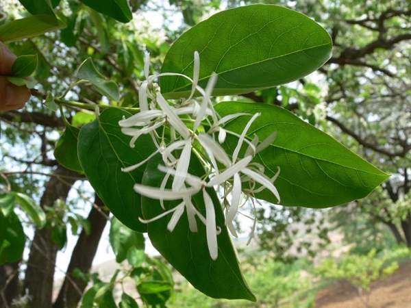 流蘇基地 流蘇基地