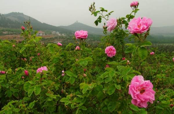 玫瑰供應(yīng)