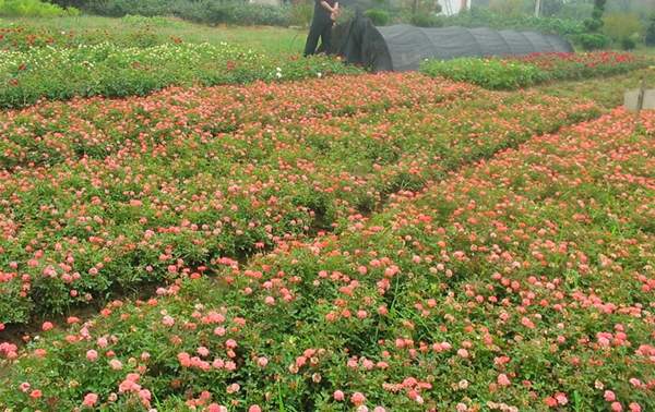 沭陽(yáng)薔薇 沭陽(yáng)薔薇