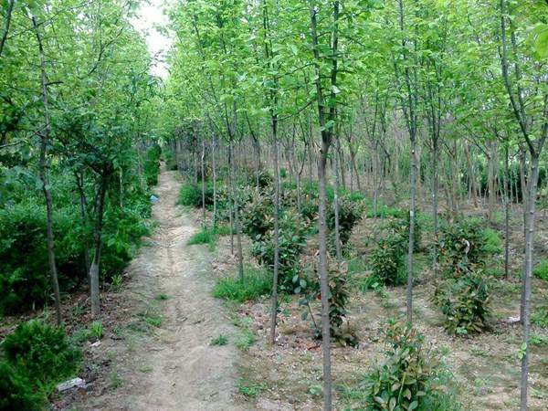 木瓜樹(shù)