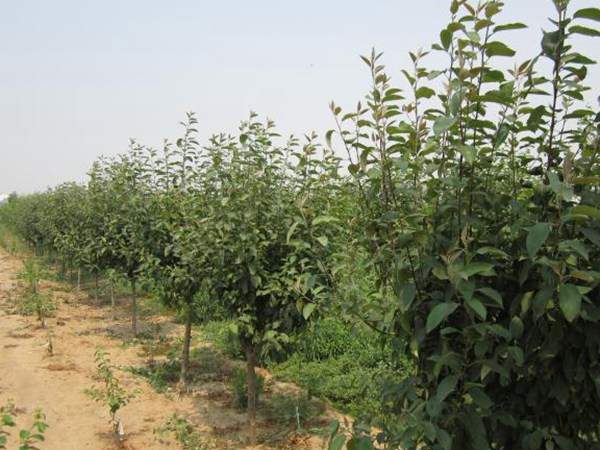 木瓜樹(shù)