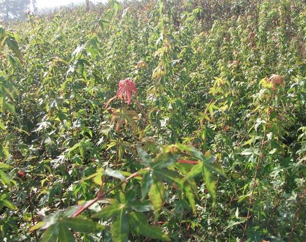 青楓樹(shù)銷售